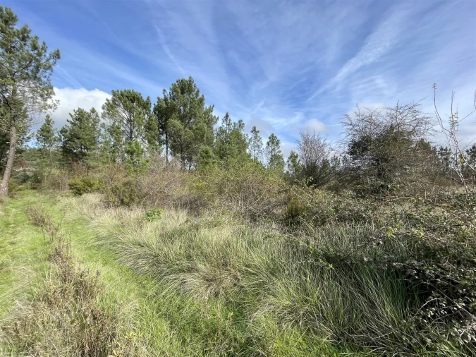 Terreno Agricola ou Rústico para Venda em Sarzedas Foto 5
