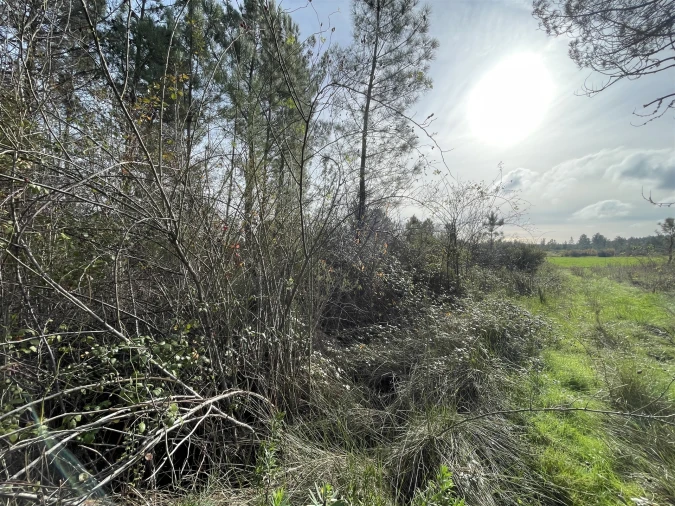 Terreno Agricola ou Rústico para Venda em Sarzedas Foto 6