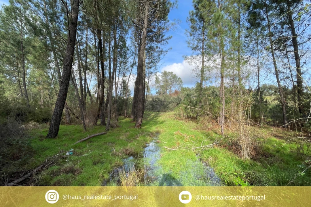 Terreno Agricola ou Rústico para Venda em Sarzedas Foto 1