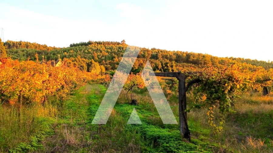 Quinta T10 para Venda em Selho (São Cristovão) Foto 33