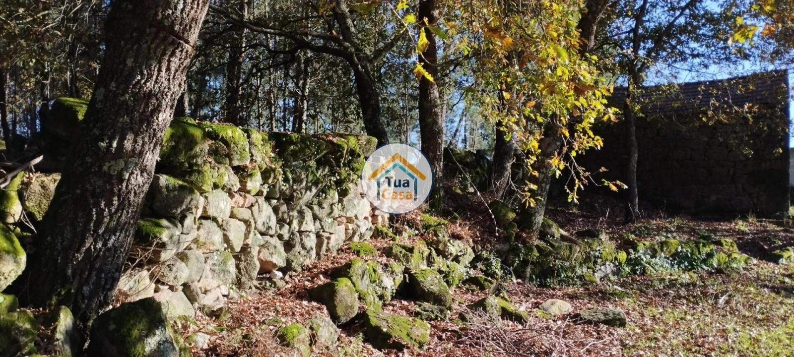 Terreno para Venda em Bodiosa Foto 7