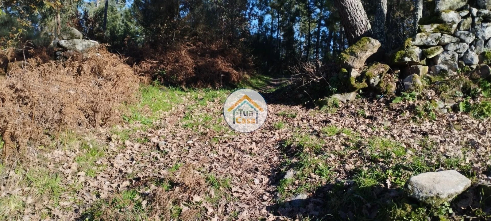 Terreno para Venda em Bodiosa Foto 15