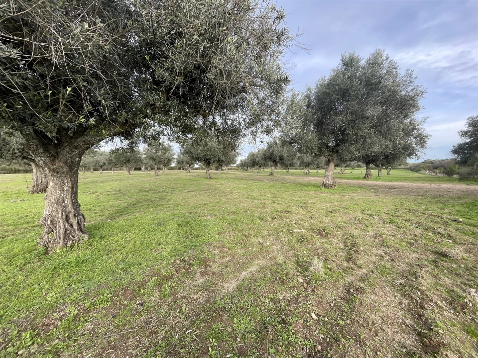 Terreno Agricola ou Rústico para Venda em Soalheira Foto 26
