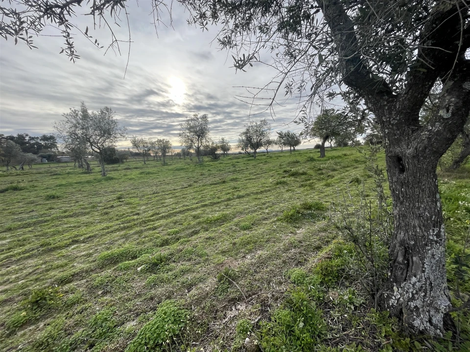 Terreno Agricola ou Rústico para Venda em Soalheira Foto 16