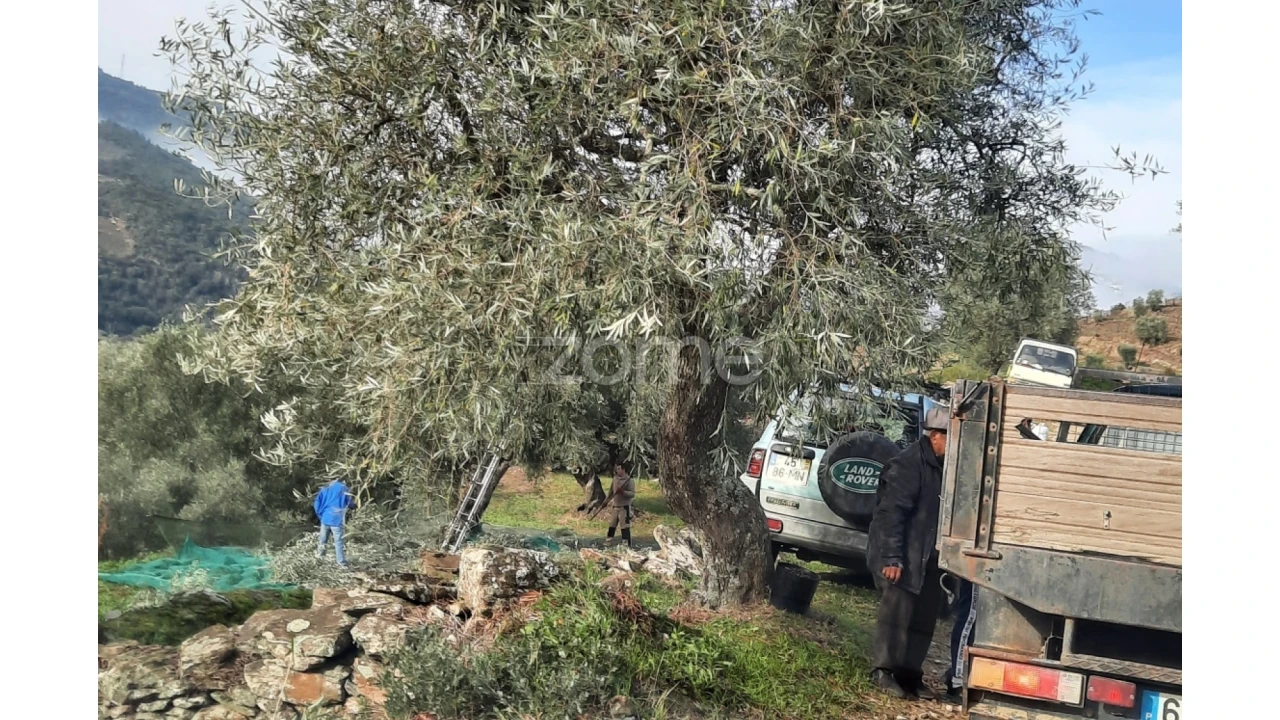 Terreno para Venda em Barcos e Santa Leocádia Foto 6