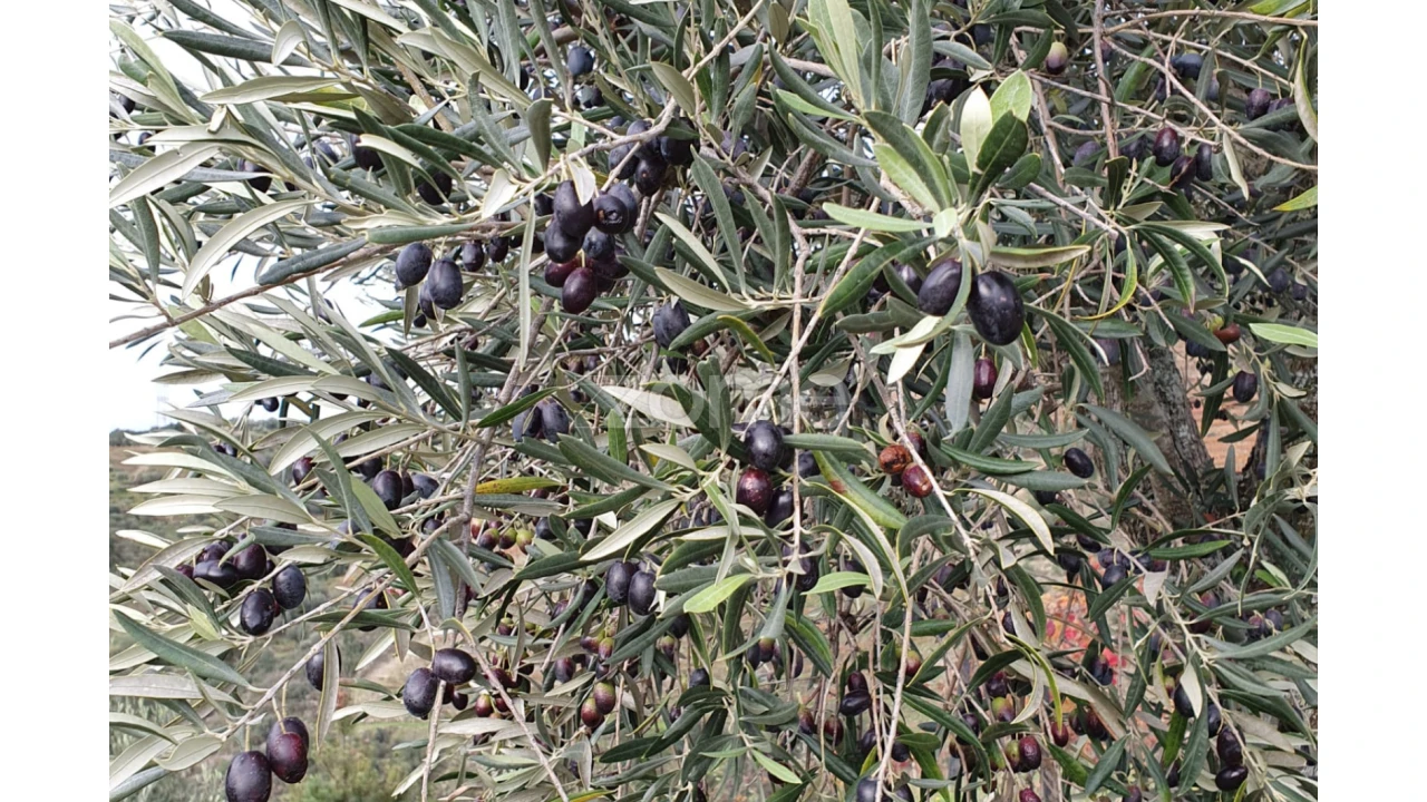 Terreno para Venda em Barcos e Santa Leocádia Foto 24