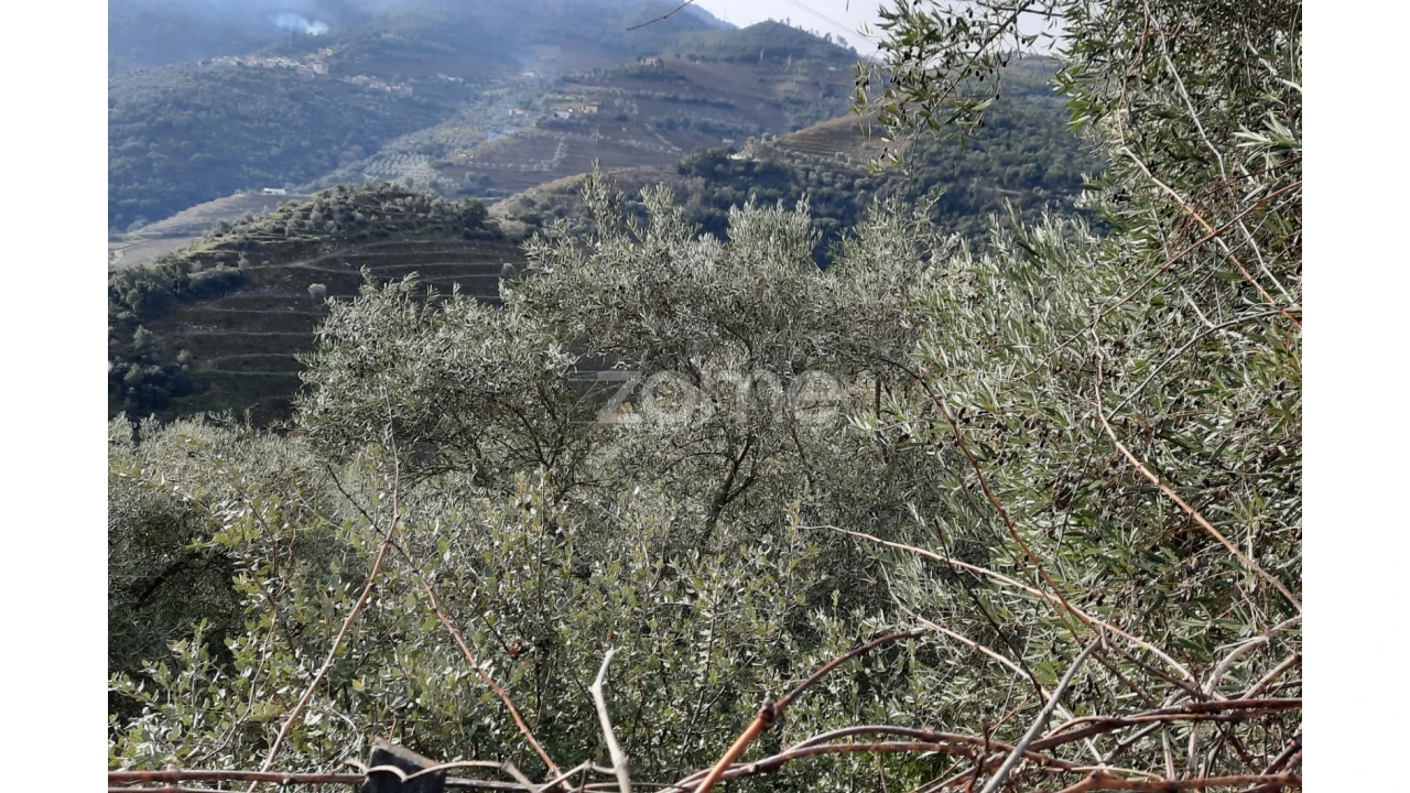 Terreno para Venda em Barcos e Santa Leocádia Foto 22