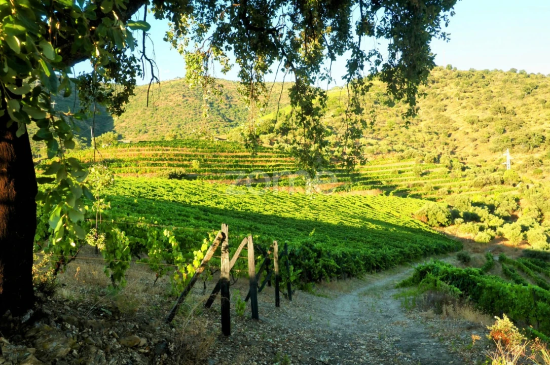Terreno para Venda em Barcos e Santa Leocádia Foto 18