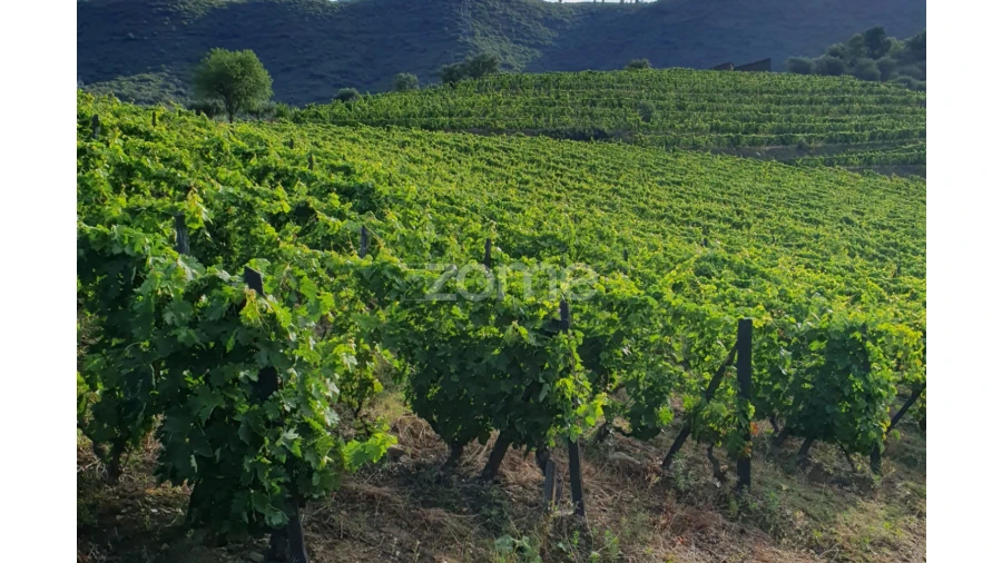 Terreno para Venda em Barcos e Santa Leocádia Foto 30