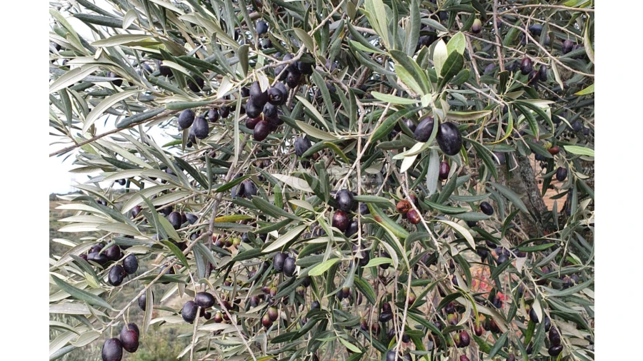 Terreno para Venda em Barcos e Santa Leocádia Foto 24