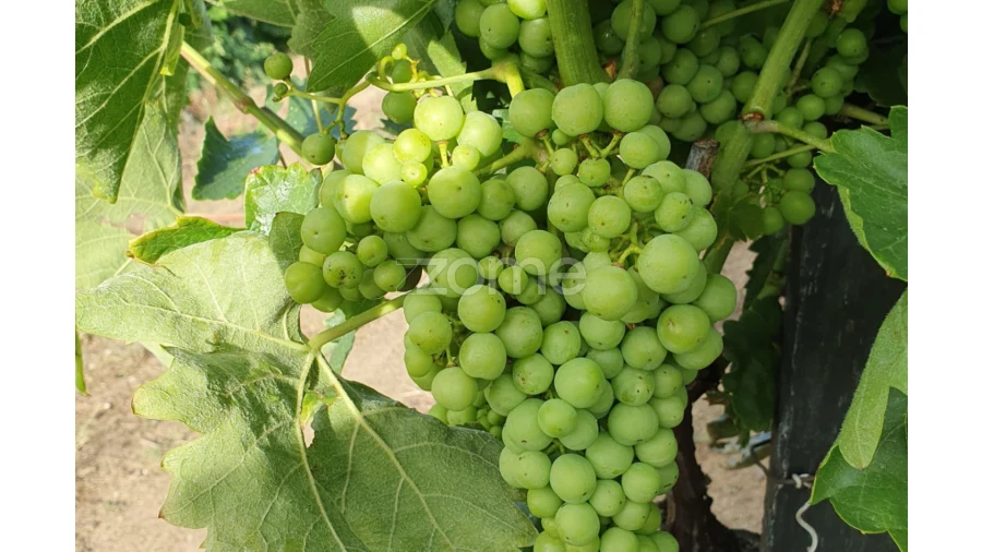 Terreno para Venda em Barcos e Santa Leocádia Foto 16