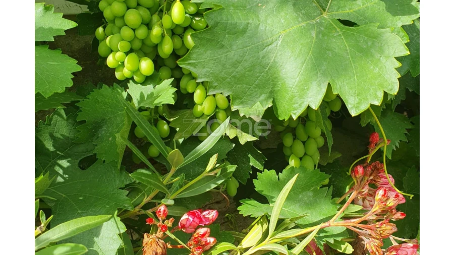 Terreno para Venda em Barcos e Santa Leocádia Foto 15
