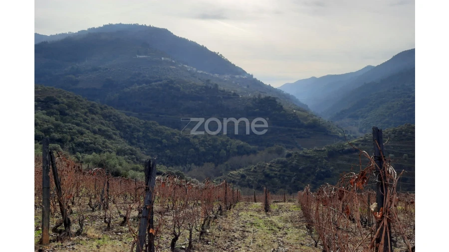 Terreno para Venda em Barcos e Santa Leocádia Foto 10