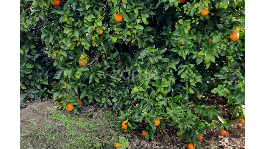 Terreno para Venda em Barcos e Santa Leocádia Foto 19