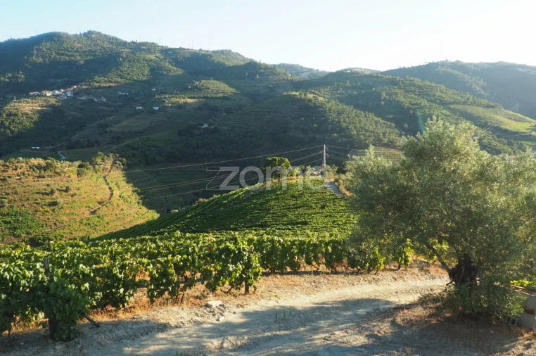 Terreno para Venda em Barcos e Santa Leocádia Foto 39
