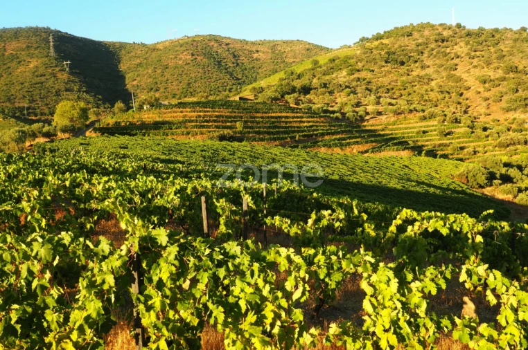 Terreno para Venda em Barcos e Santa Leocádia Foto 40