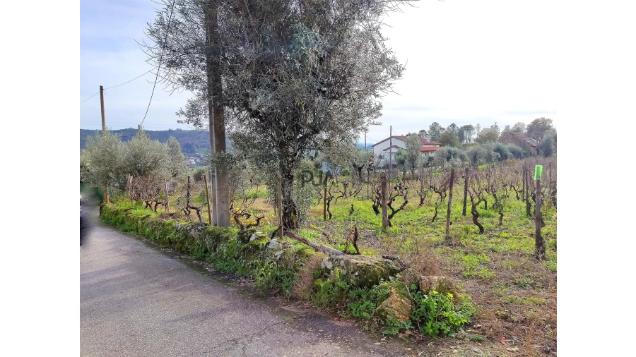 Terreno para Venda em Insua Foto 5