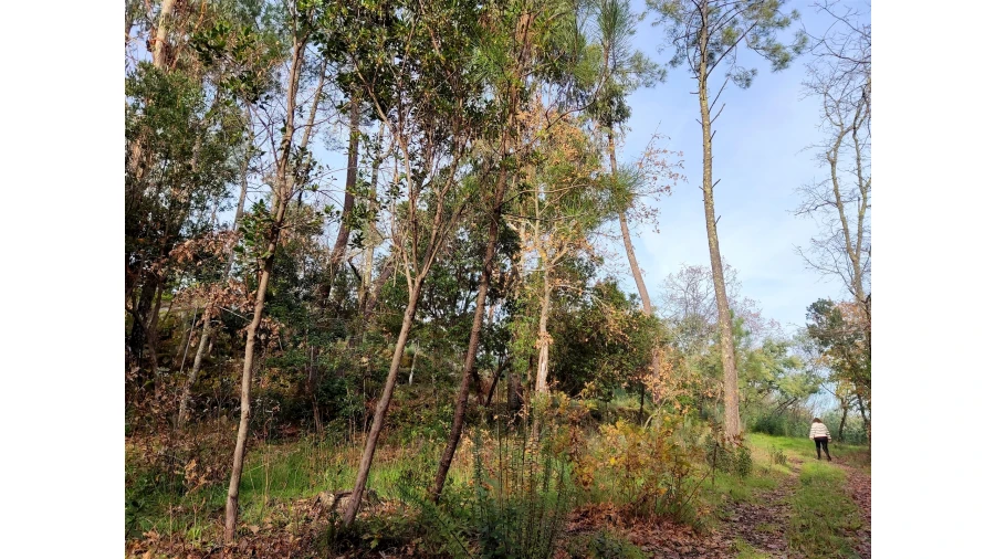 Terreno para Venda em Insua Foto 1