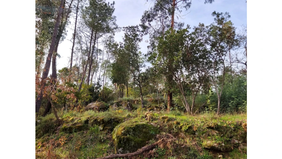 Terreno para Venda em Insua Foto 6