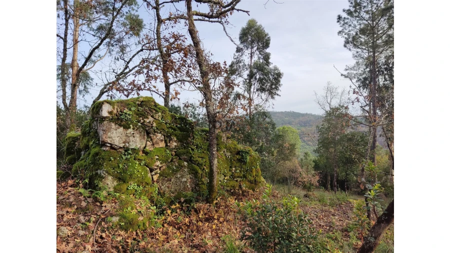 Terreno para Venda em Insua Foto 9