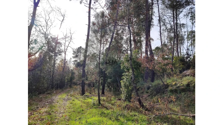 Terreno para Venda em Insua Foto 7