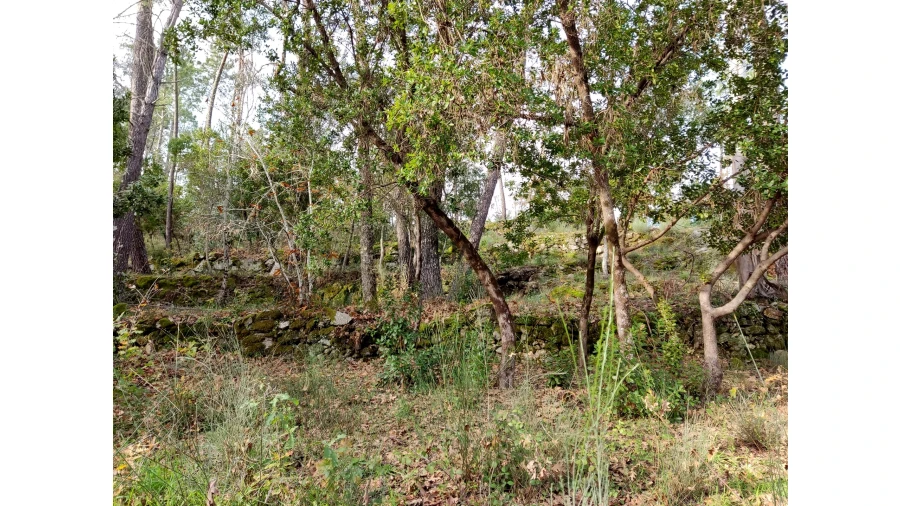 Terreno para Venda em Insua Foto 5