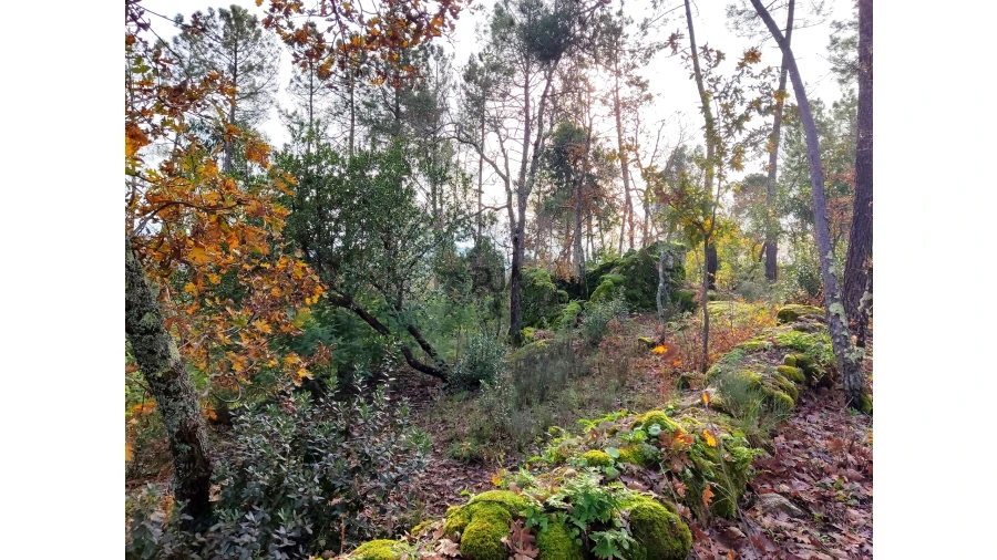 Terreno para Venda em Insua Foto 2