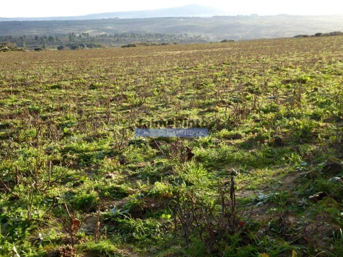 Terreno Agricola ou Rústico para Venda em Figueira de Castelo Rodrigo Foto 3
