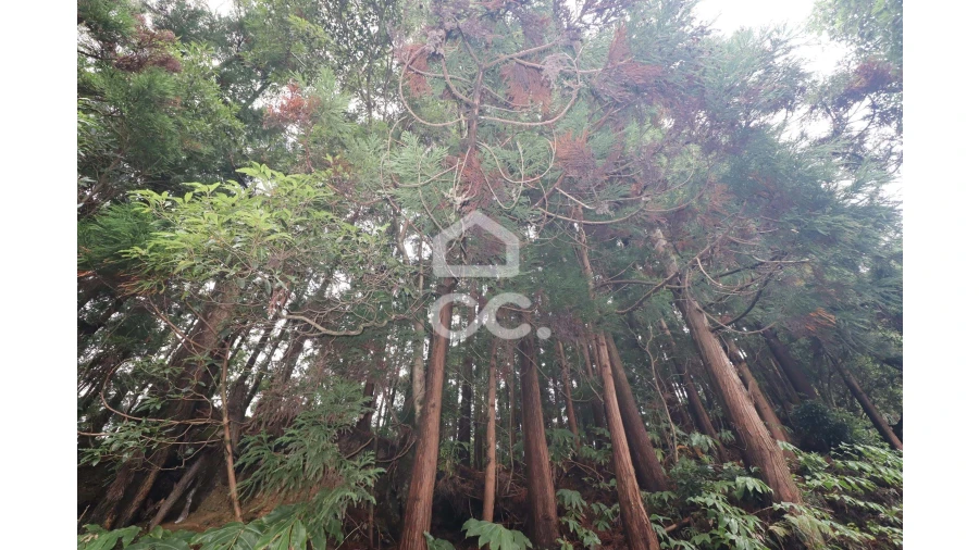 Terreno para Venda em Agua de Pau Foto 6