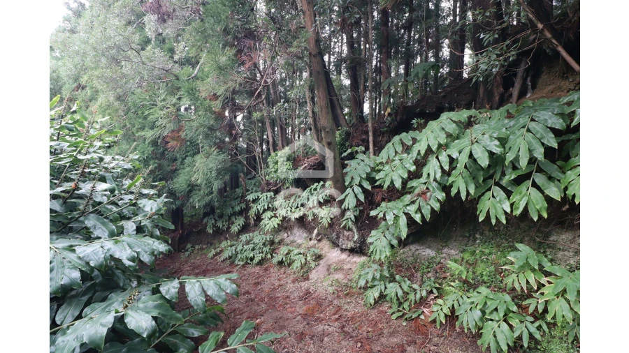 Terreno para Venda em Agua de Pau Foto 5
