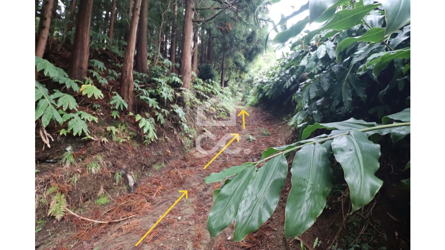 Terreno para Venda em Agua de Pau Foto 3