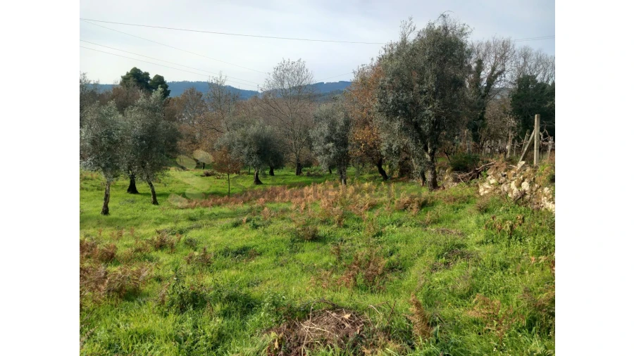 Terreno para Venda em Vila Boa de Quires e Maureles Foto 3