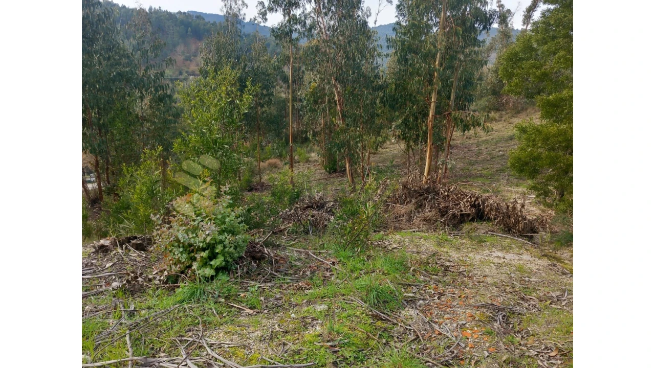 Terreno Agricola ou Rústico para Venda em Vila Boa de Quires e Maureles Foto 8