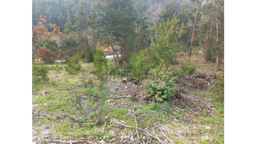 Terreno Agricola ou Rústico para Venda em Vila Boa de Quires e Maureles Foto 7