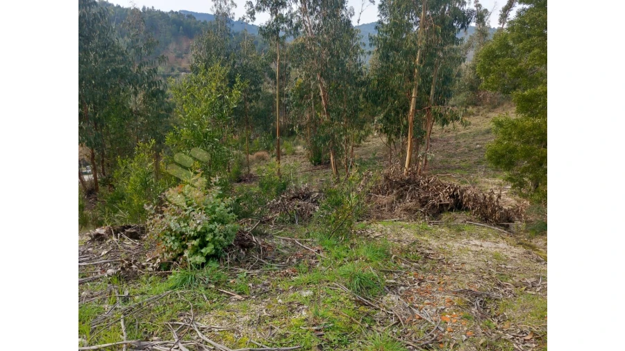 Terreno Agricola ou Rústico para Venda em Vila Boa de Quires e Maureles Foto 8