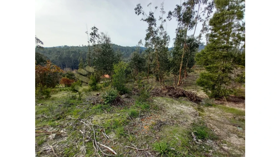 Terreno Agricola ou Rústico para Venda em Vila Boa de Quires e Maureles Foto 11