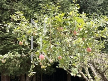 Terreno para Venda em Santo Antonio da Serra