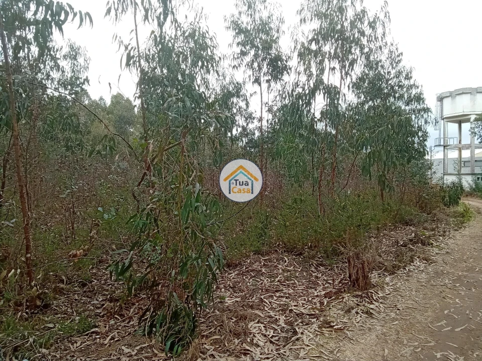 Terreno para Venda em Águeda e Borralha Foto 14