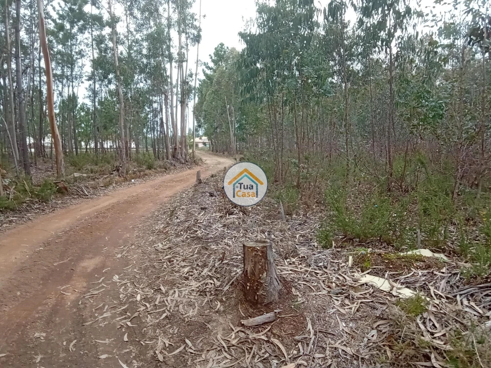 Terreno para Venda em Águeda e Borralha Foto 3