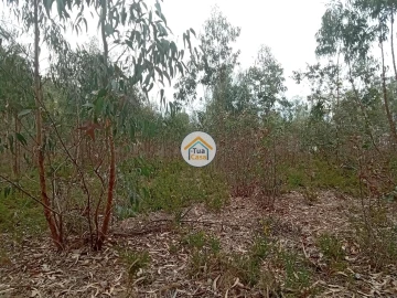 Terreno para Venda em Águeda e Borralha