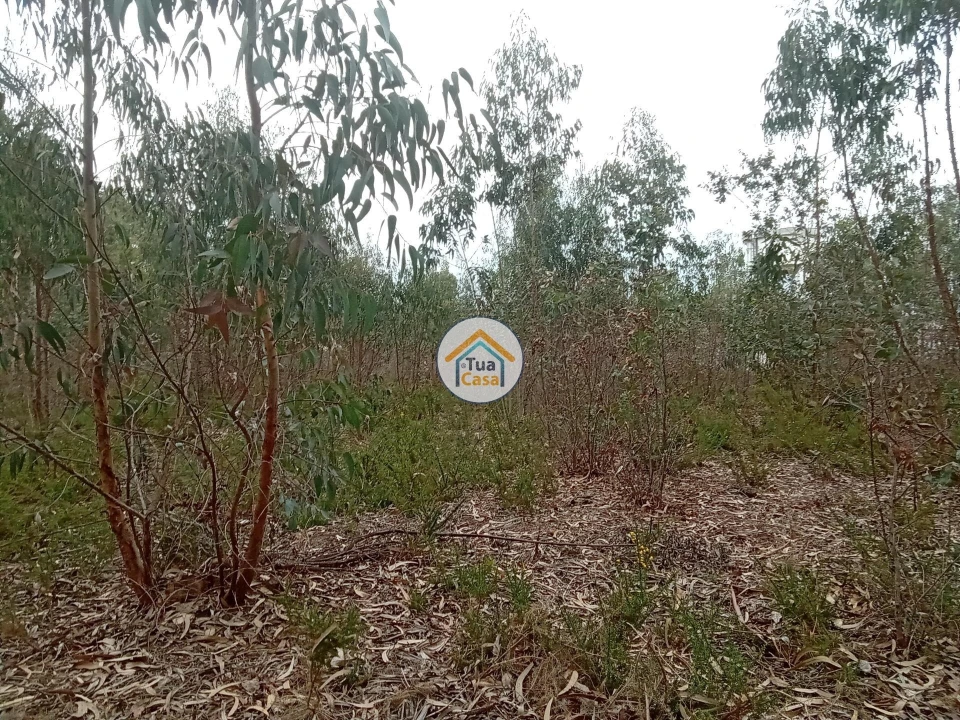 Terreno para Venda em Águeda e Borralha Foto 4