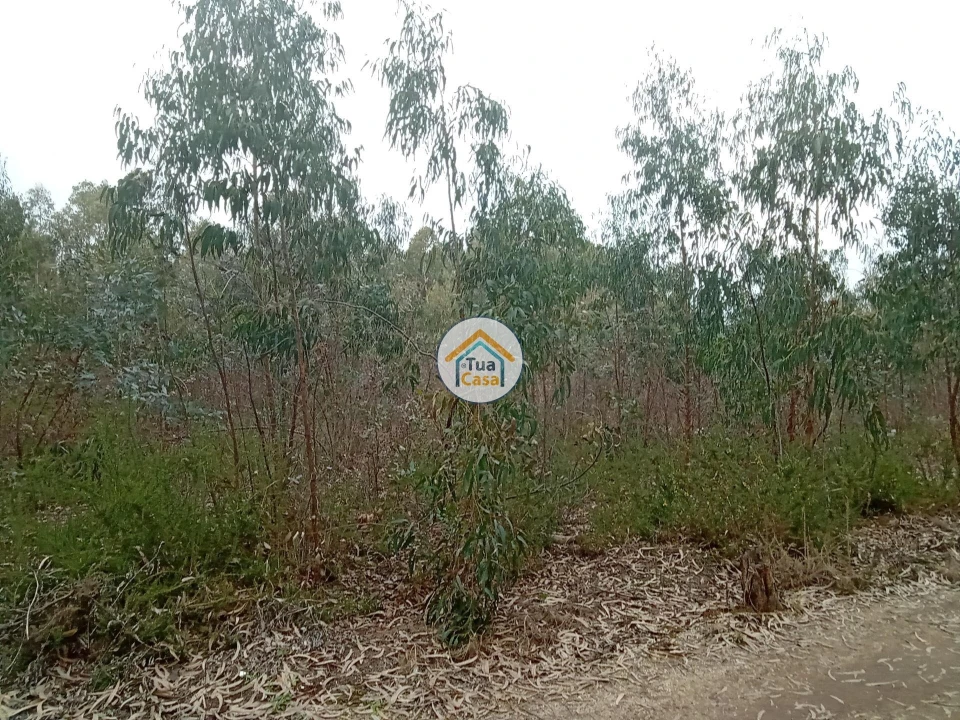 Terreno para Venda em Águeda e Borralha Foto 2