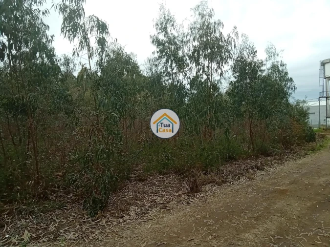 Terreno para Venda em Águeda e Borralha Foto 16