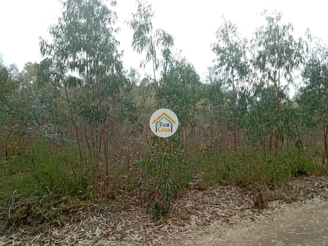 Terreno para Venda em Águeda e Borralha Foto 2