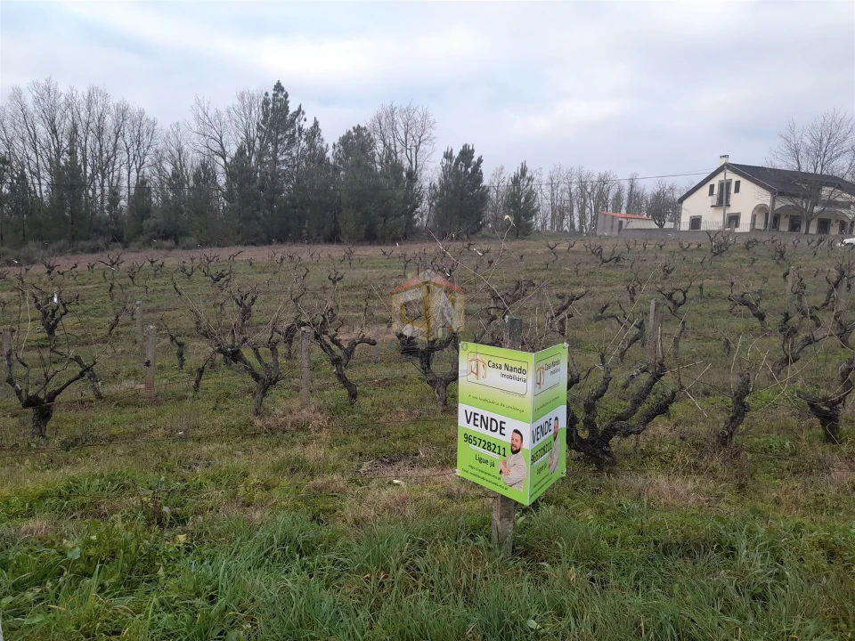 Terreno para Venda em Sabugal e Aldeia de Santo António Foto 1