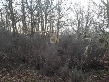 Terreno para Venda em Sabugal e Aldeia de Santo António