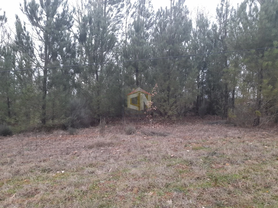 Terreno para Venda em Sabugal e Aldeia de Santo António Foto 10