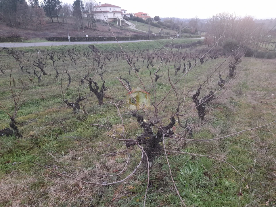 Terreno para Venda em Sabugal e Aldeia de Santo António Foto 5