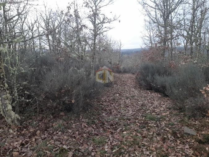 Terreno para Venda em Sabugal e Aldeia de Santo António Foto 13