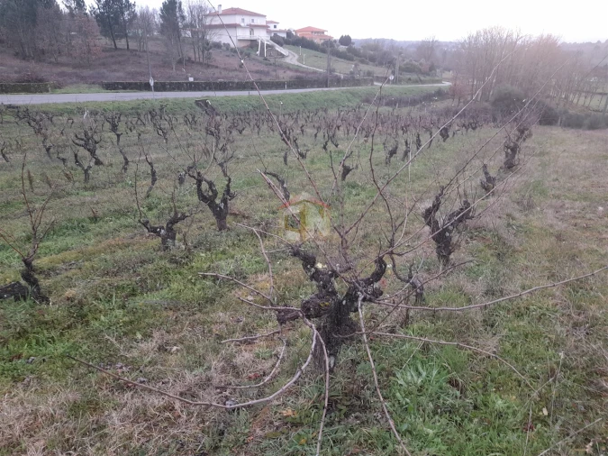 Terreno para Venda em Sabugal e Aldeia de Santo António Foto 5